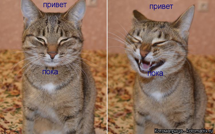 привет привет пока пока... Котоматрица: привет привет пока пока