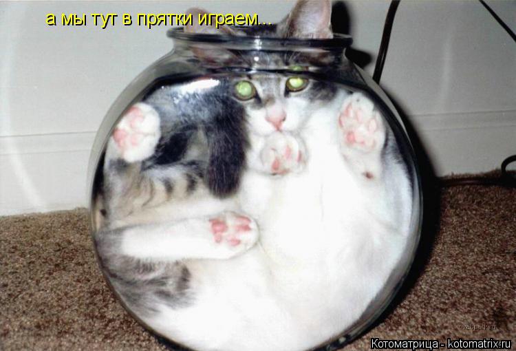 Котоматрица: а мы тут в прятки играем...