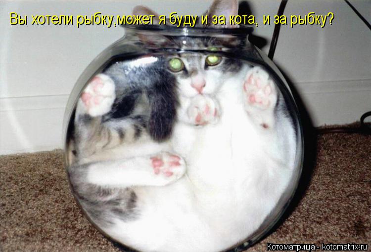 Котоматрица: Вы хотели рыбку,может я буду и за кота, и за рыбку?