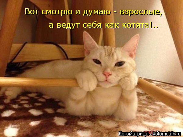а ведут себя как котята!.. Вот смотрю и думаю - взрослые,... Котоматрица: а ведут себя как котята!.. Вот смотрю и думаю - взрослые,