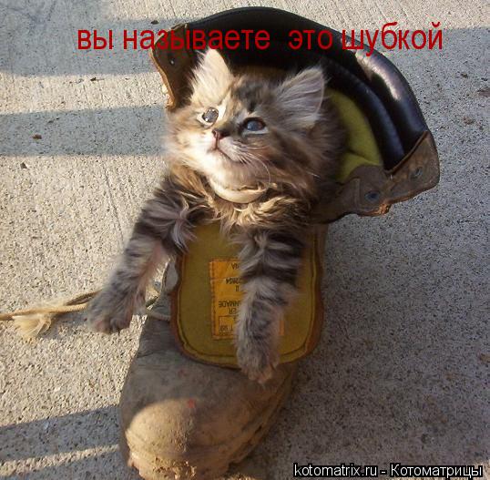 вы называете это шубкой... Котоматрица: вы называете это шубкой