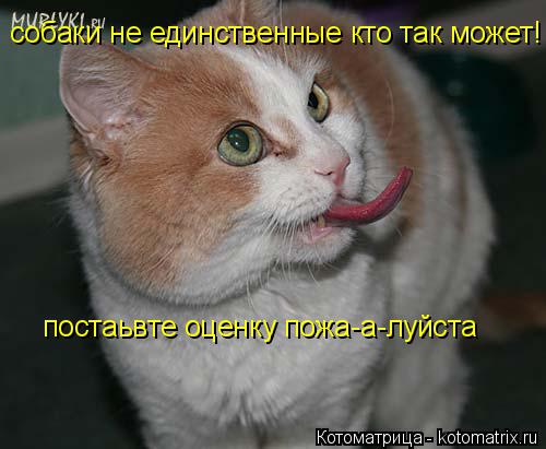 Котоматрица: собаки не единственные кто так может! постаьвте оценку пожа-а-луйста