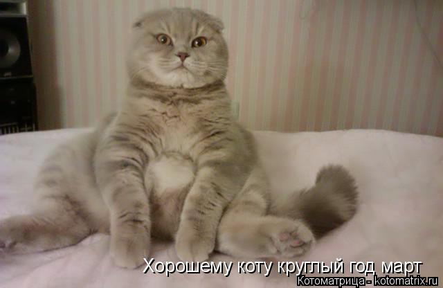 Котоматрица: Хорошему коту круглый год март
