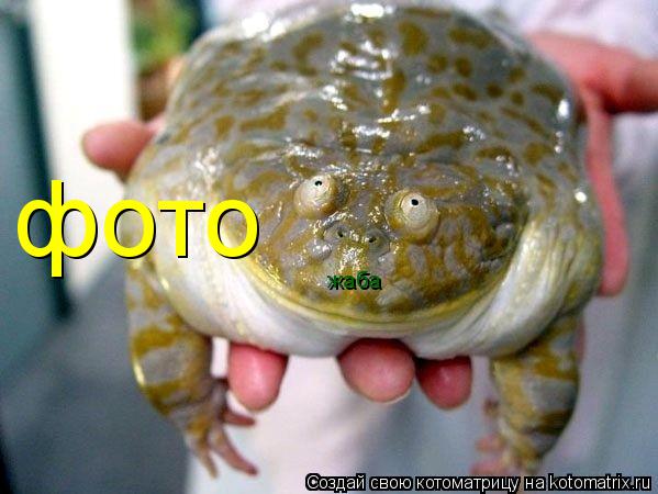 Котоматрица: фото жаба