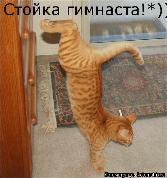 Котоматрица: Стойка гимнаста!*))