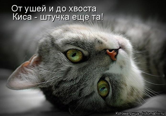 От ушей и до хвоста Киса - штучка еще та!... Котоматрица: От ушей и до хвоста Киса - штучка еще та!