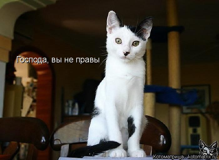 Господа, вы не правы... Котоматрица: Господа, вы не правы