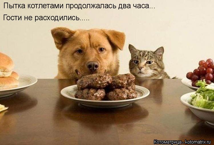 Котоматрица: Пытка котлетами продолжалась два часа... Гости не расходились.....