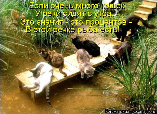 Если очень много кошек У реки сидят с утра, Это значит - сто процентов - В этой речке рыба есть!... Котоматрица: Если очень много кошек У реки сидят с утра, Это значит - сто процентов - В этой речке рыба есть!