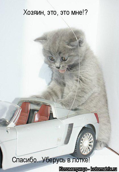 Хозяин, это, это мне!? Спасибо...Уберусь в лотке!... Котоматрица: Хозяин, это, это мне!? Спасибо...Уберусь в лотке!