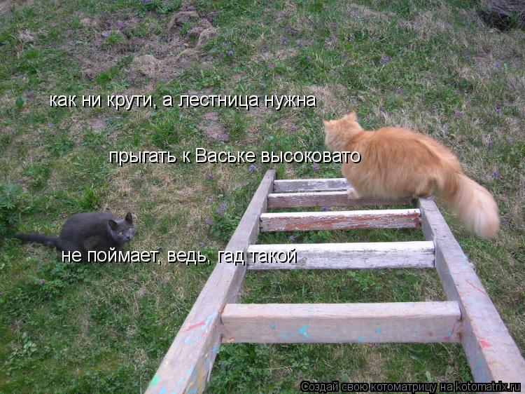 Котоматрица: как ни крути, а лестница нужна  прыгать к Ваське высоковато  не поймает, ведь, гад такой