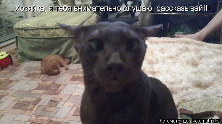 Хозяйка, я тебя внимательно слушаю, рассказывай!!!... Котоматрица: Хозяйка, я тебя внимательно слушаю, рассказывай!!!