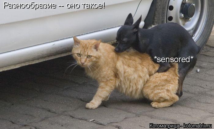 Котоматрица: Разнообразие -- оно такое! *sensored*