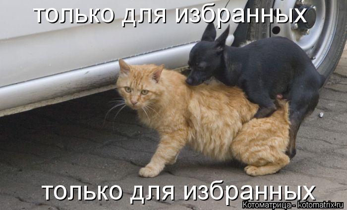 Котоматрица: только для избранных  только для избранных