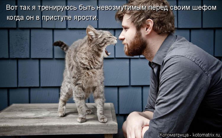 Вот так я тренируюсь быть невозмутимым перед своим шефом когда он в приступе ярости.... Котоматрица: Вот так я тренируюсь быть невозмутимым перед своим шефом когда он в приступе ярости.