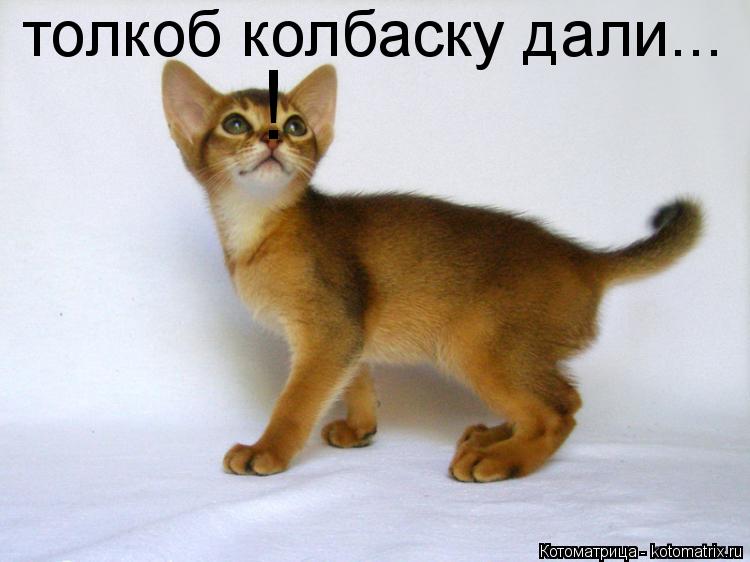 Котоматрица: ! толкоб колбаску дали...