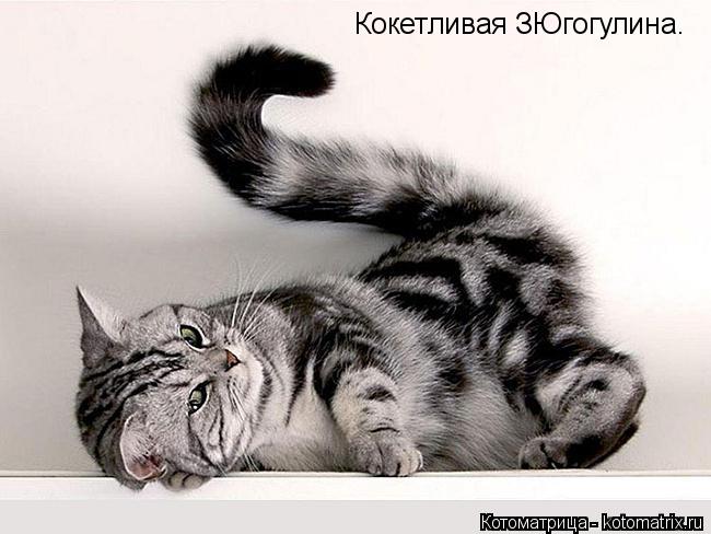 Кокетливая ЗЮгогулина.... Котоматрица: Кокетливая ЗЮгогулина.