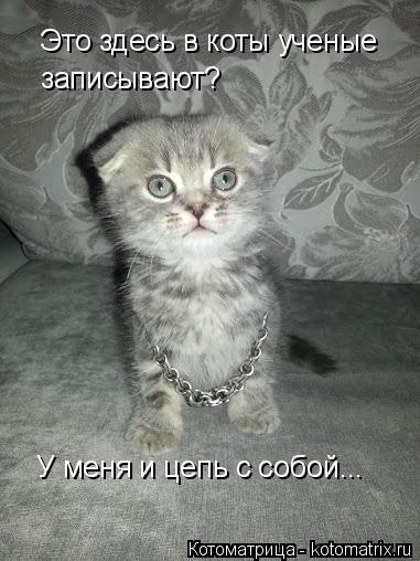 Котоматрица: Это здесь в коты ученые записывают? У меня и цепь с собой...