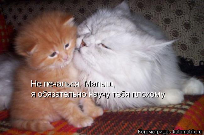 Не печалься, Малыш, я обязательно научу тебя плохому.... Котоматрица: Не печалься, Малыш, я обязательно научу тебя плохому.