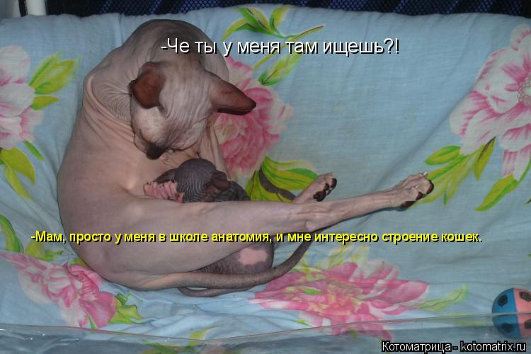 -Че ты у меня там ищешь?! -Мам, просто у меня в школе анатомия, и мне интересно строение кошек.... Котоматрица: -Че ты у меня там ищешь?! -Мам, просто у меня в школе анатомия, и мне интересно строение кошек.