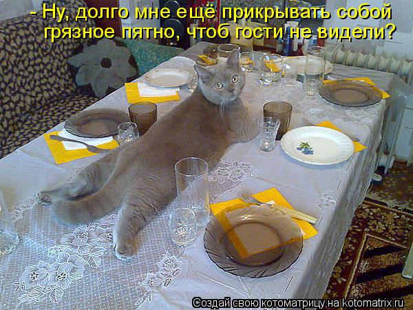 Котоматрица: - Ну, долго мне ещё прикрывать собой грязное пятно, чтоб гости не видели?