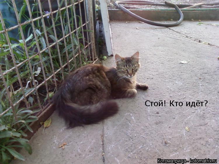 Стой! Кто идёт?... Котоматрица: Стой! Кто идёт?