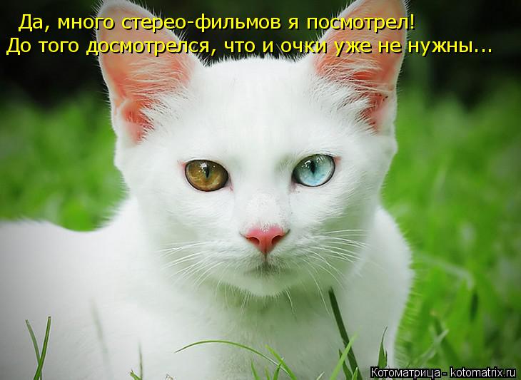 Да, много стерео-фильмов я посмотрел! До того досмотрелся, что и очки уже не нужны...... Котоматрица: Да, много стерео-фильмов я посмотрел! До того досмотрелся, что и очки уже не нужны...