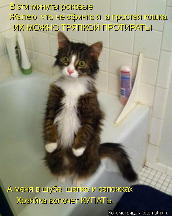 В эти минуты роковые ИХ МОЖНО ТРЯПКОЙ ПРОТИРАТЬ! А меня в шубе, шапке и сапожках Хозяйка волочет КУПА... Котоматрица: В эти минуты роковые ИХ МОЖНО ТРЯПКОЙ ПРОТИРАТЬ! А меня в шубе, шапке и сапожках Хозяйка волочет КУПАТЬ... Жалею, что не сфинкс я, а простая ко
