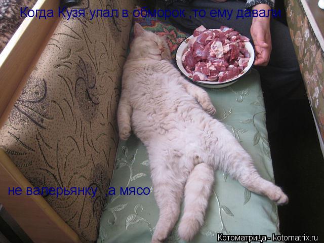 Котоматрица: Когда Кузя упал в обморок ,то ему давали  не валерьянку  ,а мясо