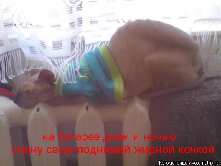 Котоматрица: спину свою поднимай жирной кочкой на батарее днём и ночью