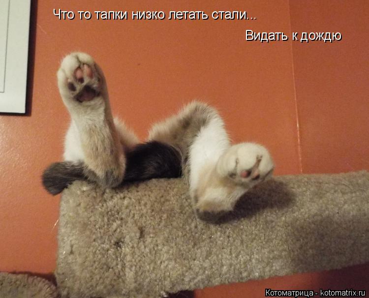 Котоматрица: Что то тапки низко летать стали... Видать к дождю