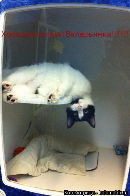 Котоматрица: Хорошая штука:Валерьянка!!!!!!!