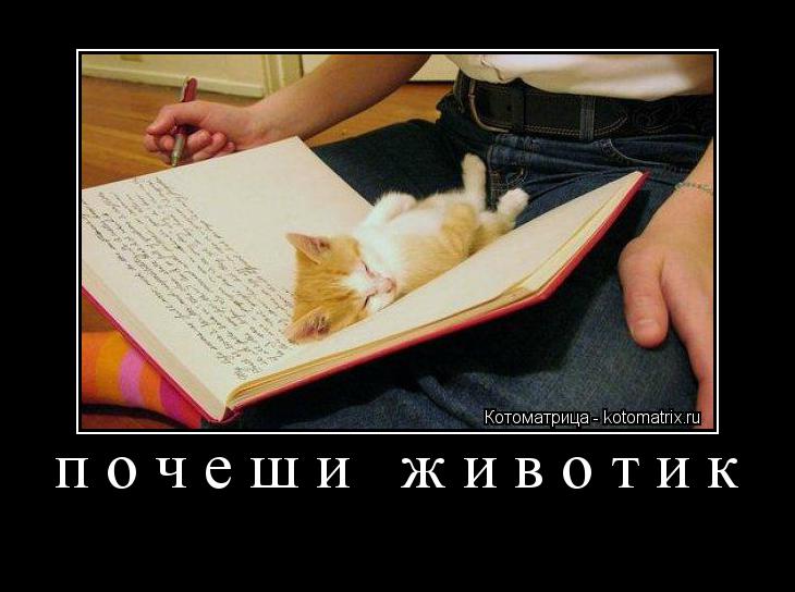 Котоматрица: почеши животик 