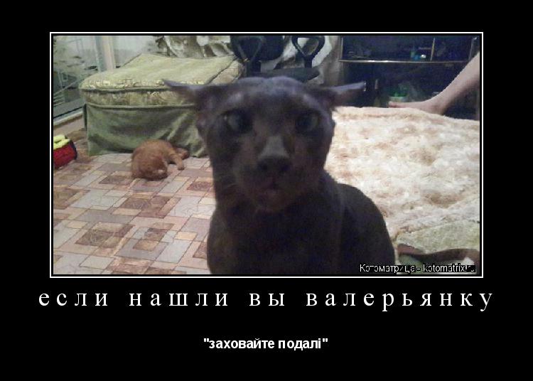 если нашли вы валерьянку "заховайте подалі"... Котоматрица: если нашли вы валерьянку "заховайте подалі"