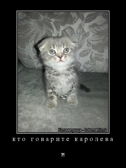 Котоматрица: кто говарите каролева ?!