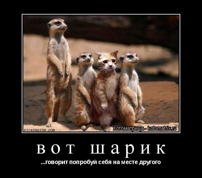 Котоматрица: вот шарик ...говорит попробуй себя на месте другого