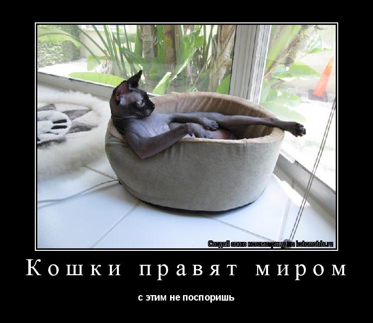 Котоматрица: Кошки правят миром с этим не поспоришь