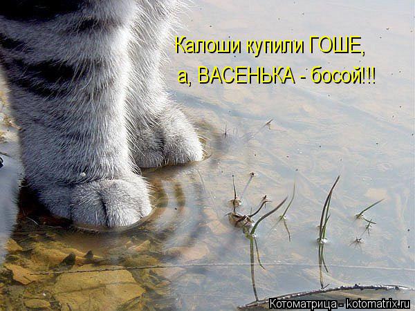 Калоши купили ГОШЕ, а, ВАСЕНЬКА - босой!!!... Котоматрица: Калоши купили ГОШЕ, а, ВАСЕНЬКА - босой!!!