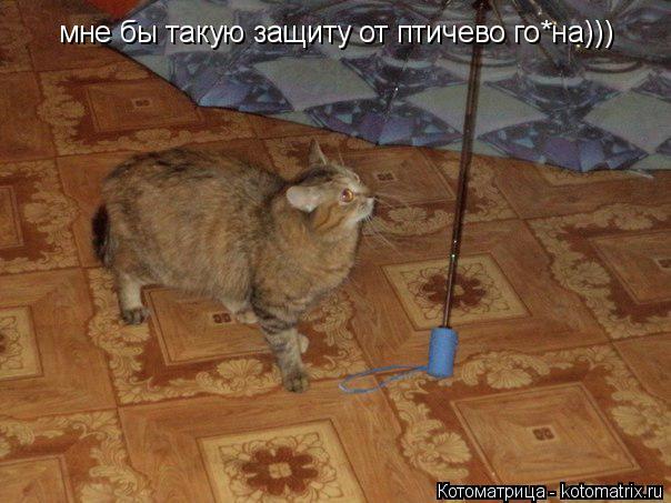 Котоматрица: мне бы такую защиту от птичево го*на)))