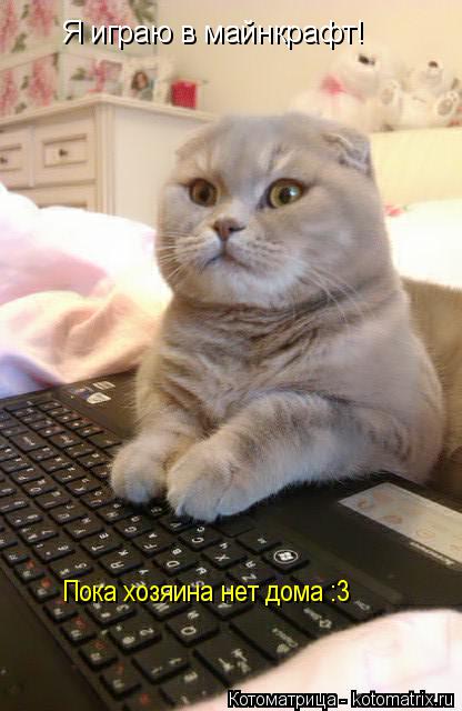 Котоматрица: Я играю в майнкрафт! Пока хозяина нет дома :3