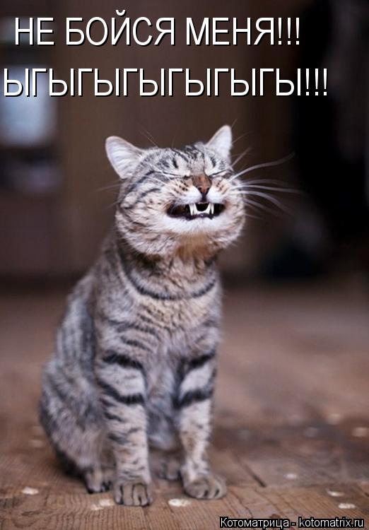 Котоматрица: НЕ БОЙСЯ МЕНЯ!!! ЫГЫГЫГЫГЫГЫГЫ!!!
