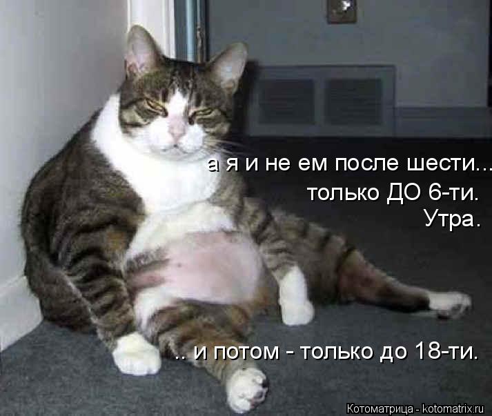 Котоматрица: а я и не ем после шести... только ДО 6-ти. Утра. .. и потом - только до 18-ти.