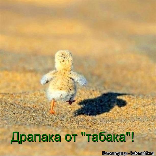 Котоматрица: Драпака от "табака"!