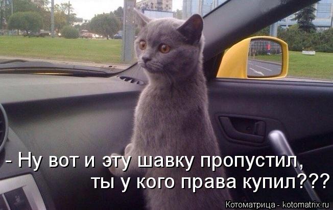 Котоматрица: - Ну вот и эту шавку пропустил,  ты у кого права купил???