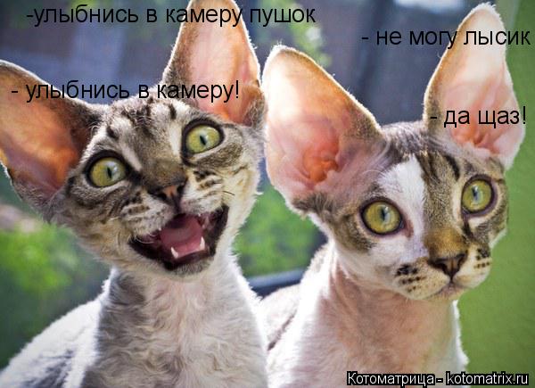 Котоматрица: -улыбнись в камеру пушок - не могу лысик  - улыбнись в камеру! - да щаз!