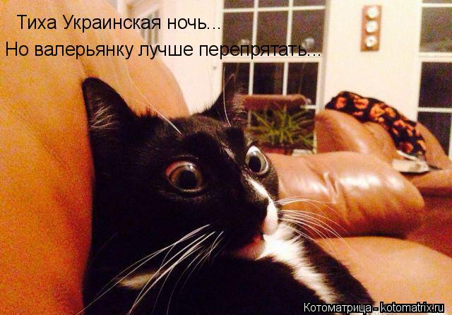 Тиха Украинская ночь... Но валерьянку лучше перепрятать...... Котоматрица: Тиха Украинская ночь... Но валерьянку лучше перепрятать...