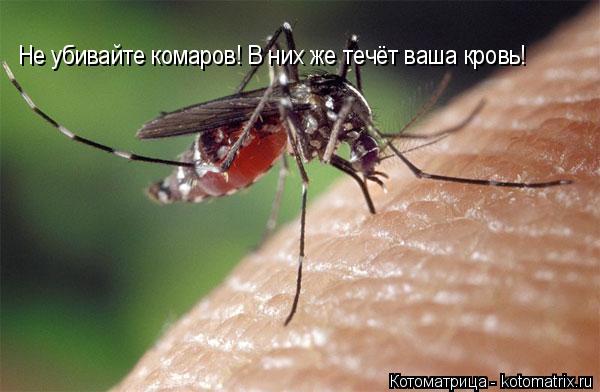 Не убивайте комаров! В них же течёт ваша кровь!... Котоматрица: Не убивайте комаров! В них же течёт ваша кровь!