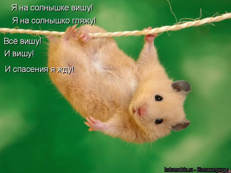 Котоматрица: И спасения я жду! Я на солнышко гляжу! Я на солнышке вишу! Всё вишу! И вишу!