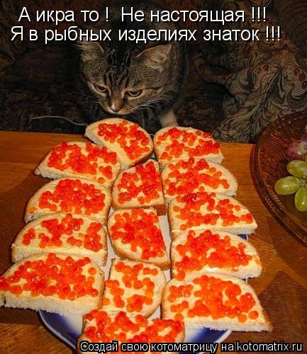 Котоматрица: А икра то ! А икра то ! Не настоящая !!!  Я в рыбных изделиях знаток !!!