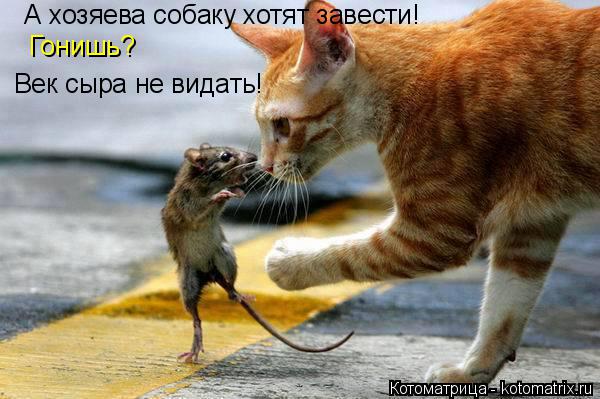 Котоматрица: А хозяева собаку хотят завести!  Гонишь?  Век сыра не видать!